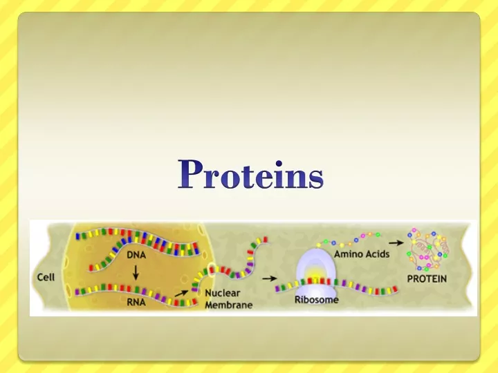 proteins