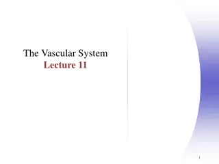 The Vascular System  Lecture 11