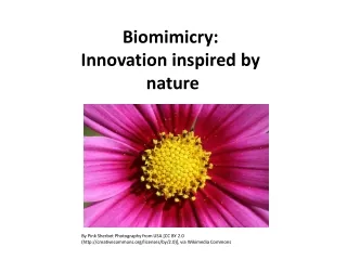 Biomimicry: Innovation inspired by  nature