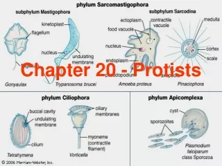 Chapter 20 - Protists