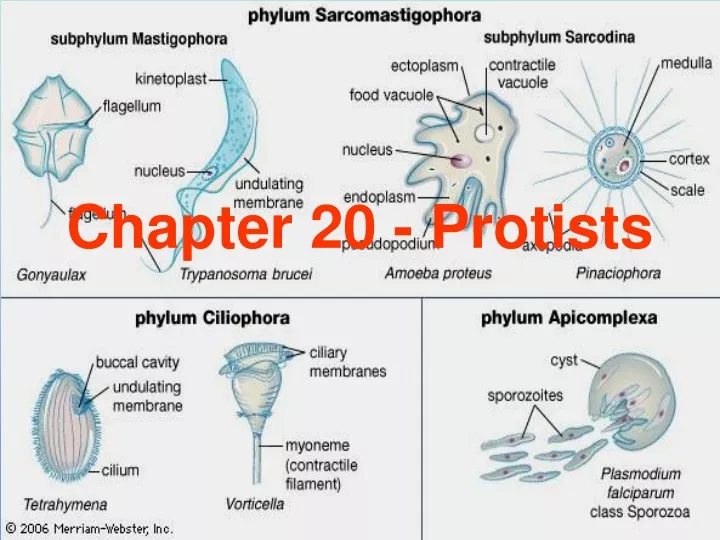 chapter 20 protists