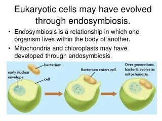 Eukaryotic cells may have evolved through endosymbiosis.