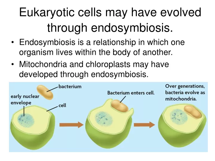 eukaryotic cells may have evolved through endosymbiosis