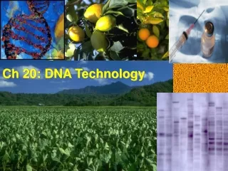 Ch 20: DNA Technology