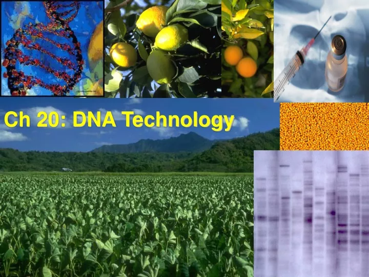 ch 20 dna technology