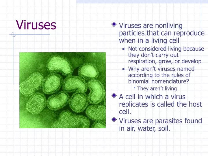 viruses