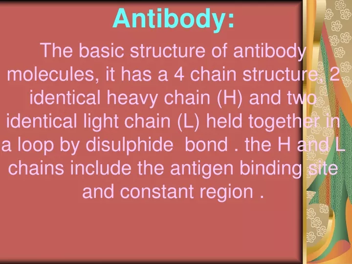 antibody the basic structure of antibody