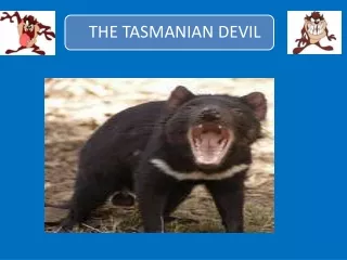 Tasmanian Devils are mammals that have a backbone this makes them a vertebrate.