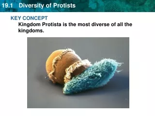 KEY CONCEPT  Kingdom Protista is the most diverse of all the kingdoms.