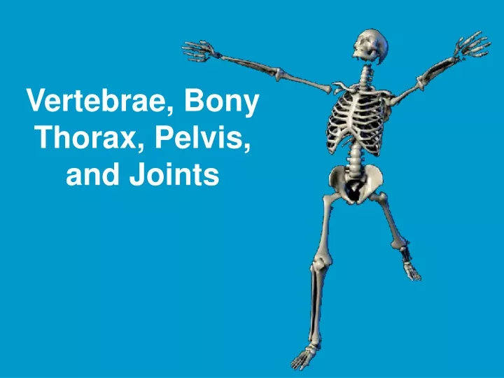 vertebrae bony thorax pelvis and joints