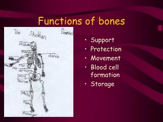 Functions of bones