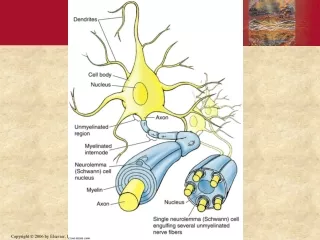 Neural Organization and Simple Reflexes