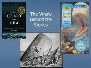 The Whale Behind the Stories