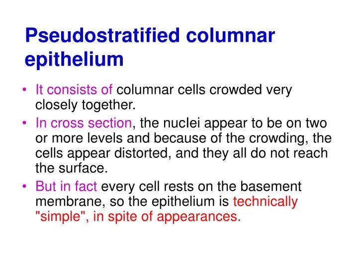 pseudostratified columnar epithelium