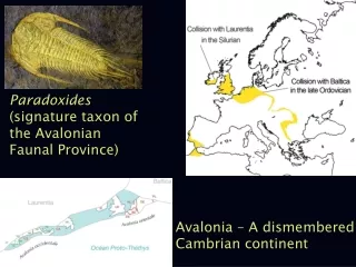 Avalonia – A dismembered Cambrian continent