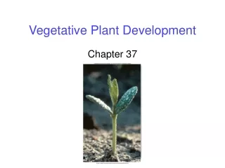 Vegetative Plant Development