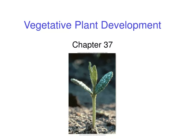 vegetative plant development