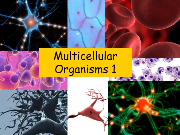multicellular organisms 1