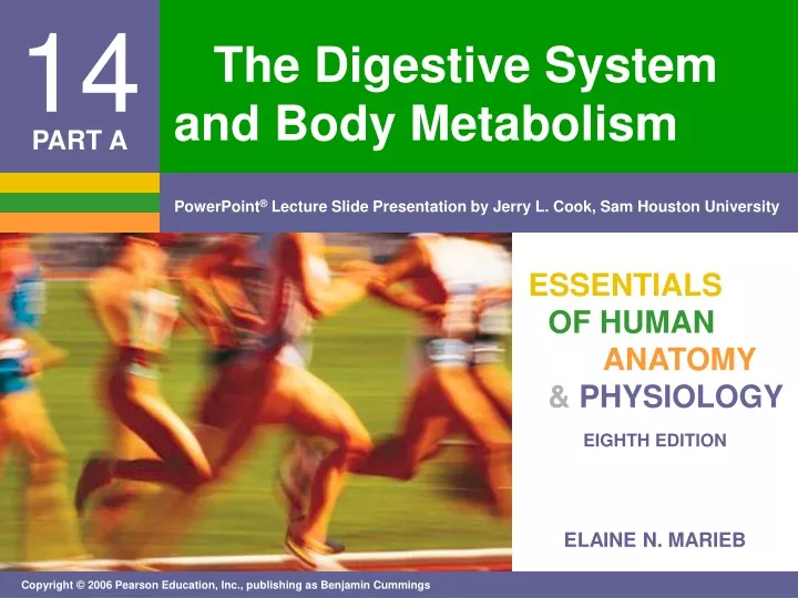 the digestive system and body metabolism