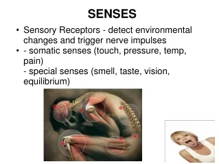 SENSES