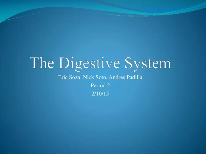 the digestive system