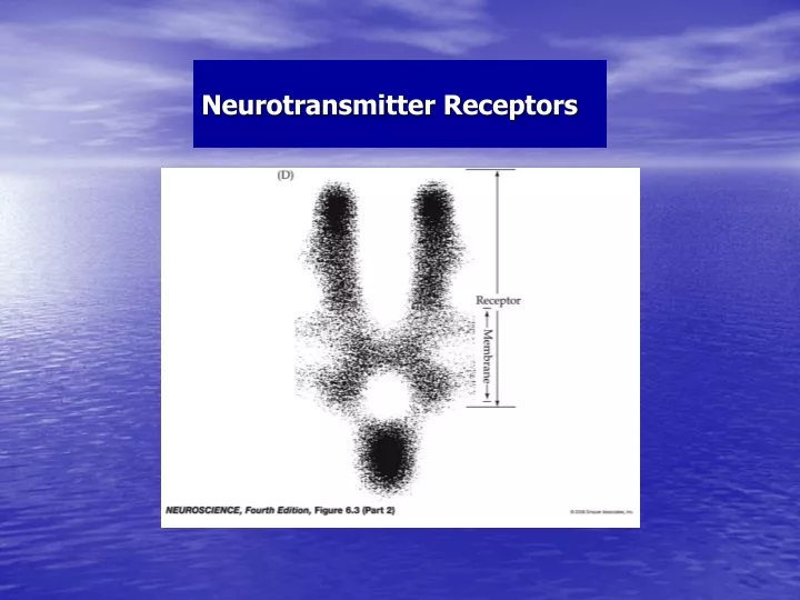neurotransmitter receptors