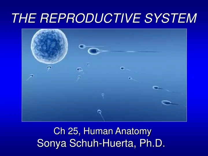 the reproductive system ch 25 human anatomy sonya