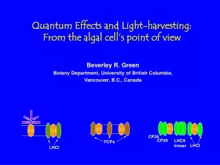 Quantum Effects and Light-harvesting: From the algal cell’s point of view