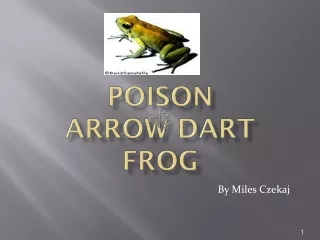 Poison  Arrow Dart Frog
