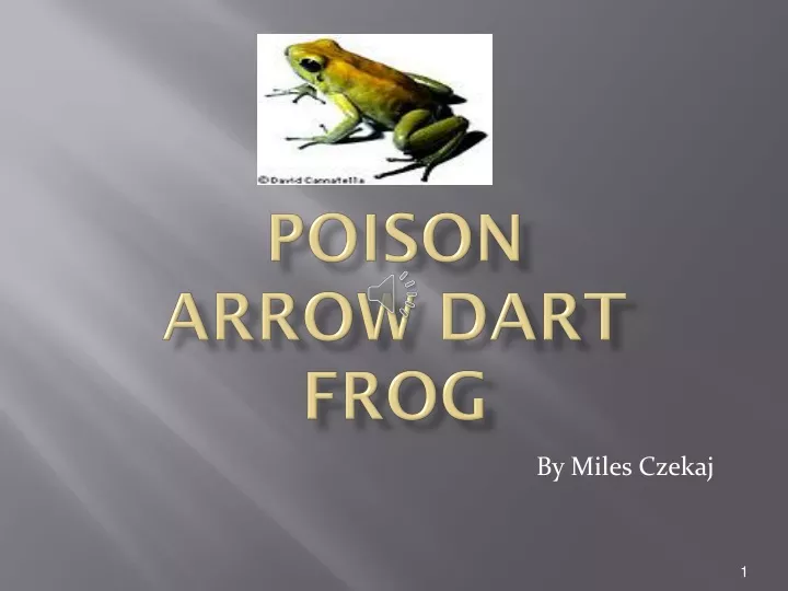 poison arrow dart frog