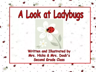 A Look at Ladybugs