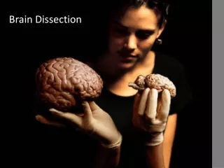 Brain Dissection