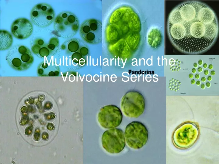multicellularity and the volvocine series