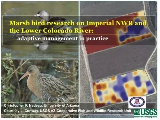 Marsh bird research on Imperial NWR and  the Lower Colorado River: