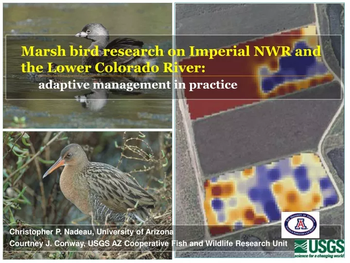 marsh bird research on imperial nwr and the lower