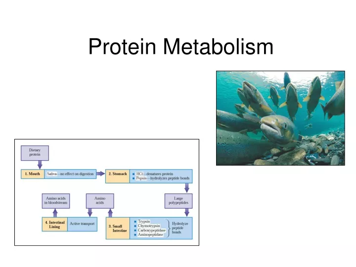 protein metabolism