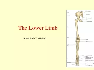The Lower Limb