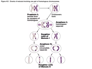 Figure 43.1   Events of meiosis involving one pair of homologous chromosomes.