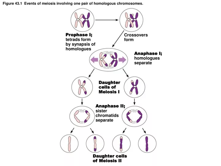 figure 43 1 events of meiosis involving one pair of homologous chromosomes