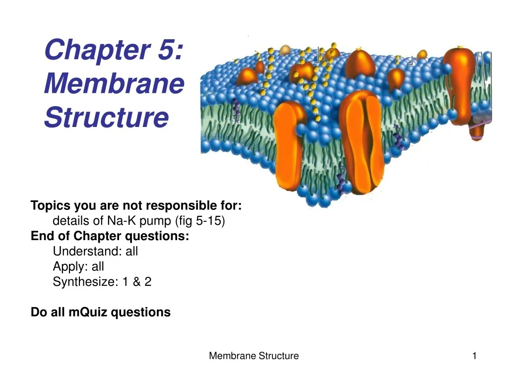 PPT - Chapter 5: Membrane Structure PowerPoint Presentation, free ...