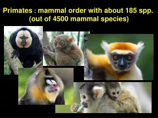 Primates  :  mammal order with about 185 spp.  (out of 4500 mammal species)