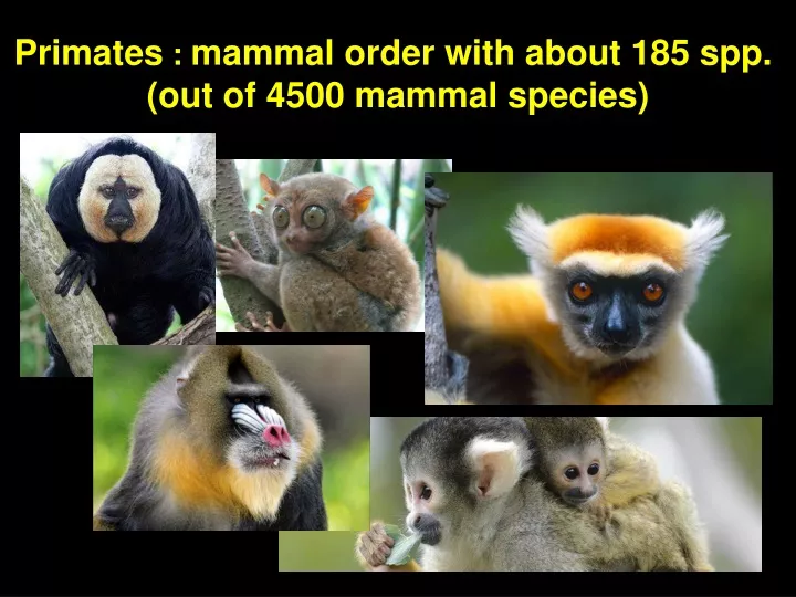 primates mammal order with about