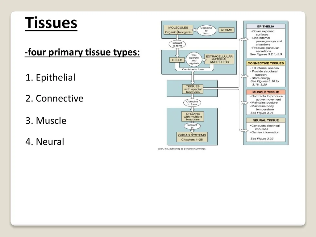 PPT - Tissues PowerPoint Presentation, free download - ID:9430576