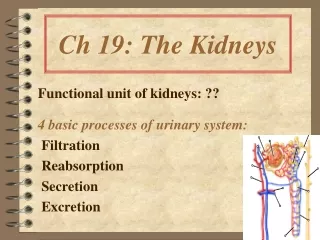 Ch 19: The Kidneys