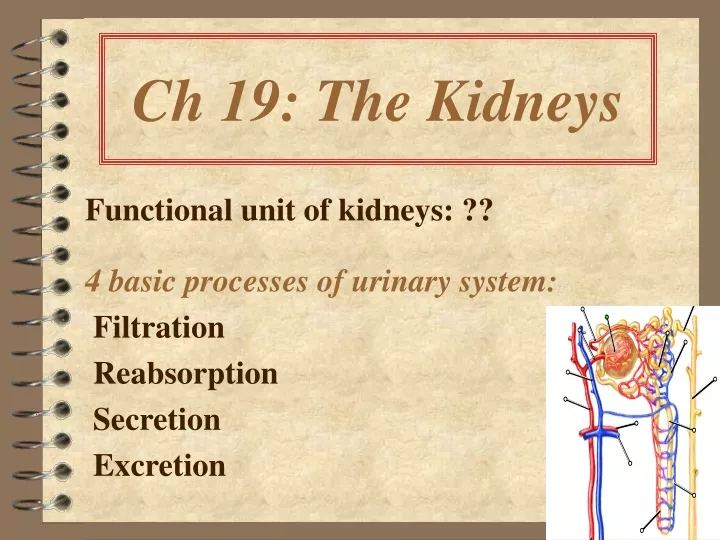 ch 19 the kidneys