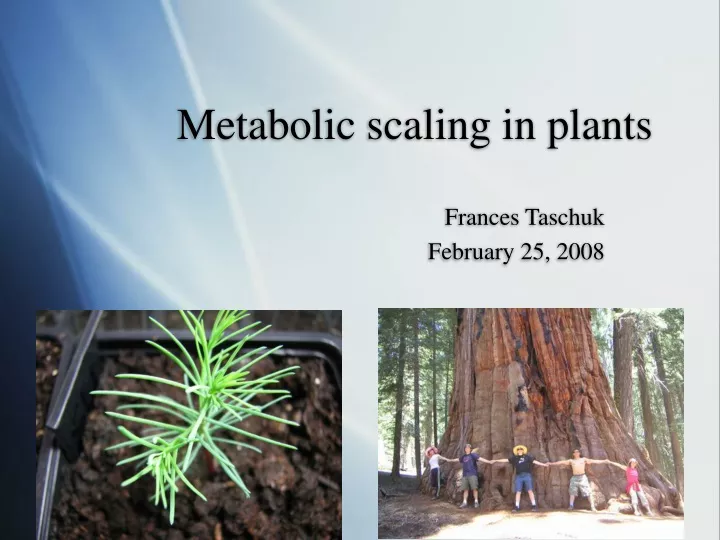 metabolic scaling in plants