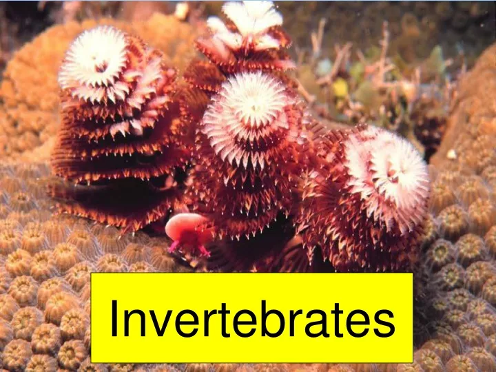 invertebrates