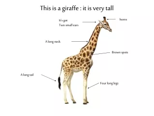 This is a giraffe : it is very tall
