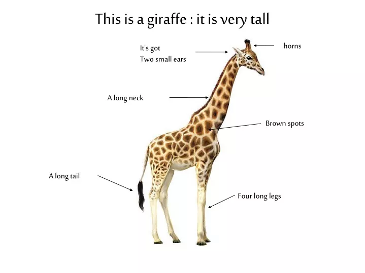 this is a giraffe it is very tall