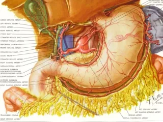 Microscopic Anatomy Modifications for Absorption